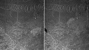 "ბოლო 20 წელიწადში მესამედ" - რა დააფიქსირა ფოტოხაფანგმა საქართველოში?