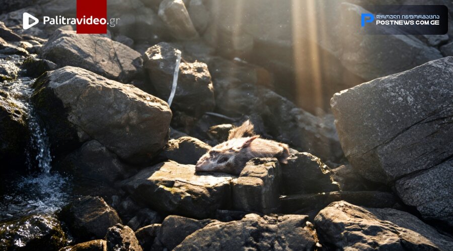 ვრცელდება ვიდეო, რომელსაც სოციალურ ქსელში აჟიოტაჟი მოჰყვა - "დაფიქსირდა გამოყენებული/ნაწრეტი სისხლნარევი წყლების ხმელეთიდან ზღვის ავკატორიაში ჩაღვრა"